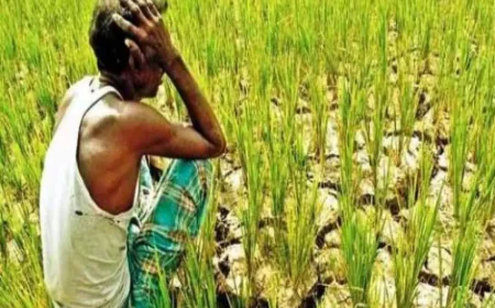 राजस्थान के किसानों को नहीं मिल रहा फसल क्षति का उचित मुआवजा, बीमा कंपनियों पर गंभीर आरोप