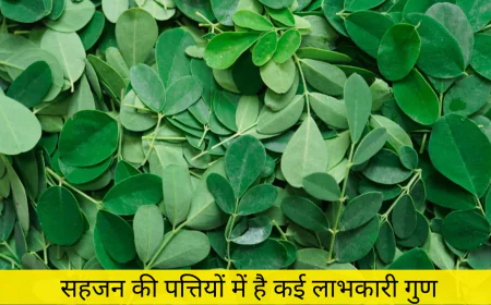 सहजन की पत्ती के चौंकाने वाले फायदे सुन रह जाएंगे हैरान आज से ही करें डाइट में शामिल