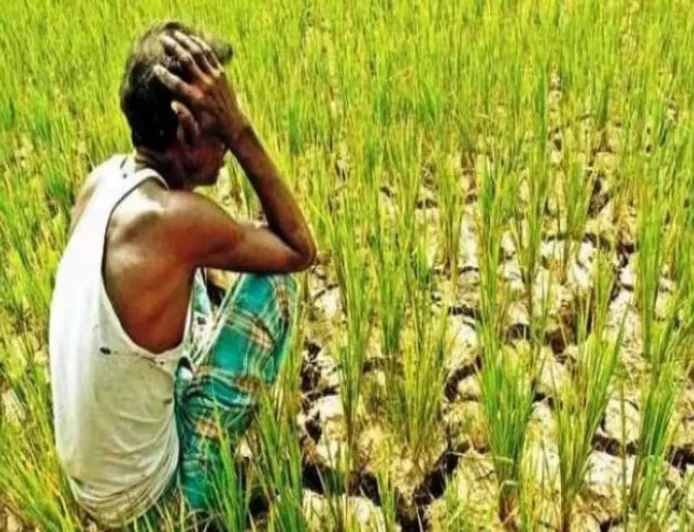 राजस्थान के किसानों को नहीं मिल रहा फसल क्षति का उचित मुआवजा, बीमा कंपनियों पर गंभीर आरोप