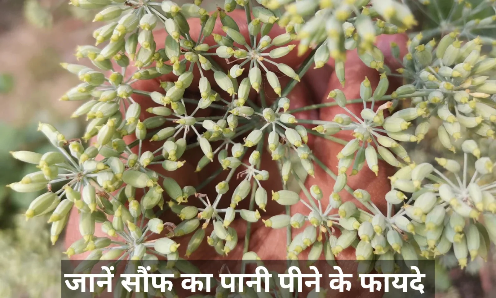 अगर आप भी पीते है सौंफ का पानी तो हो जाएं सावधान जानें इसके फायदे और नुकसान डिटेल्स में