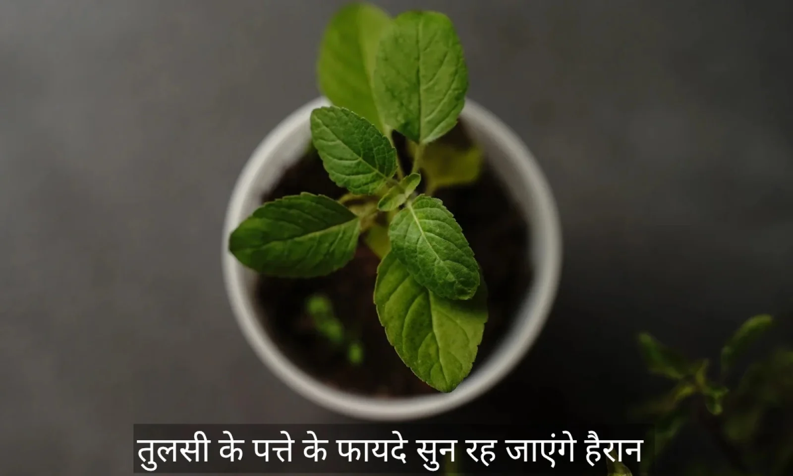 तुलसी के पत्ते से आपकी स्किन के साथ आपका शरीर भी बनेगा हेल्थी और स्ट्रांग , जानें इसके फायदे