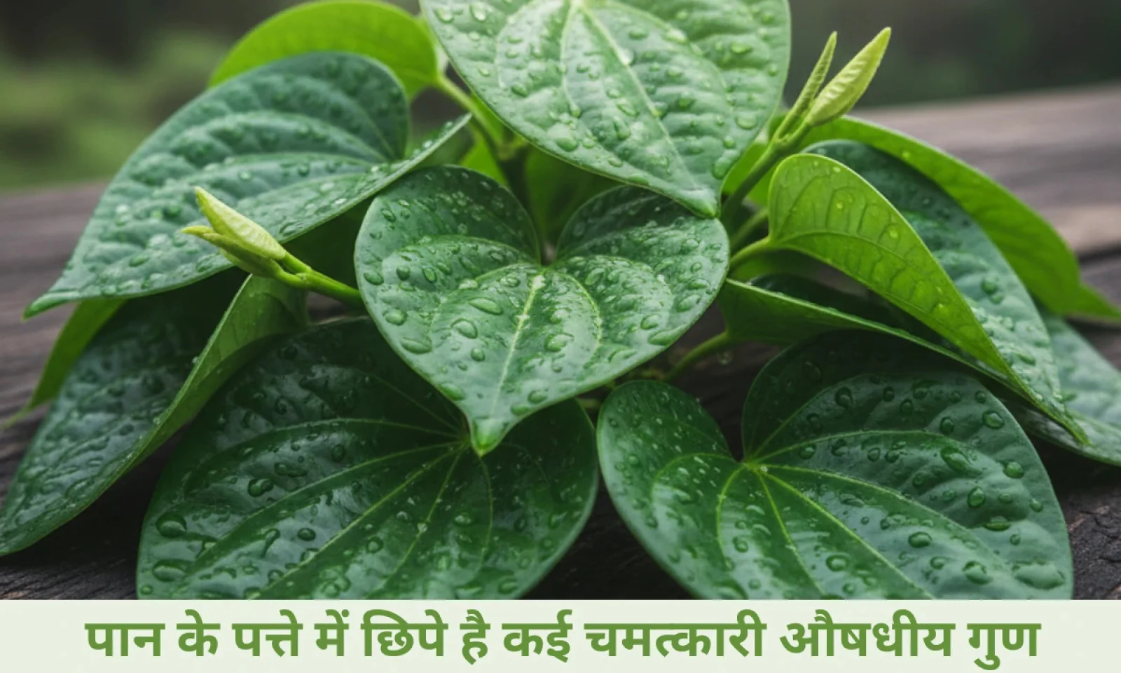 पान के पत्ते के छिपे हैं अनोखे गुण जानकर रह जाएंगे हैरान जानें फायदे और यूज करने का तरीका
