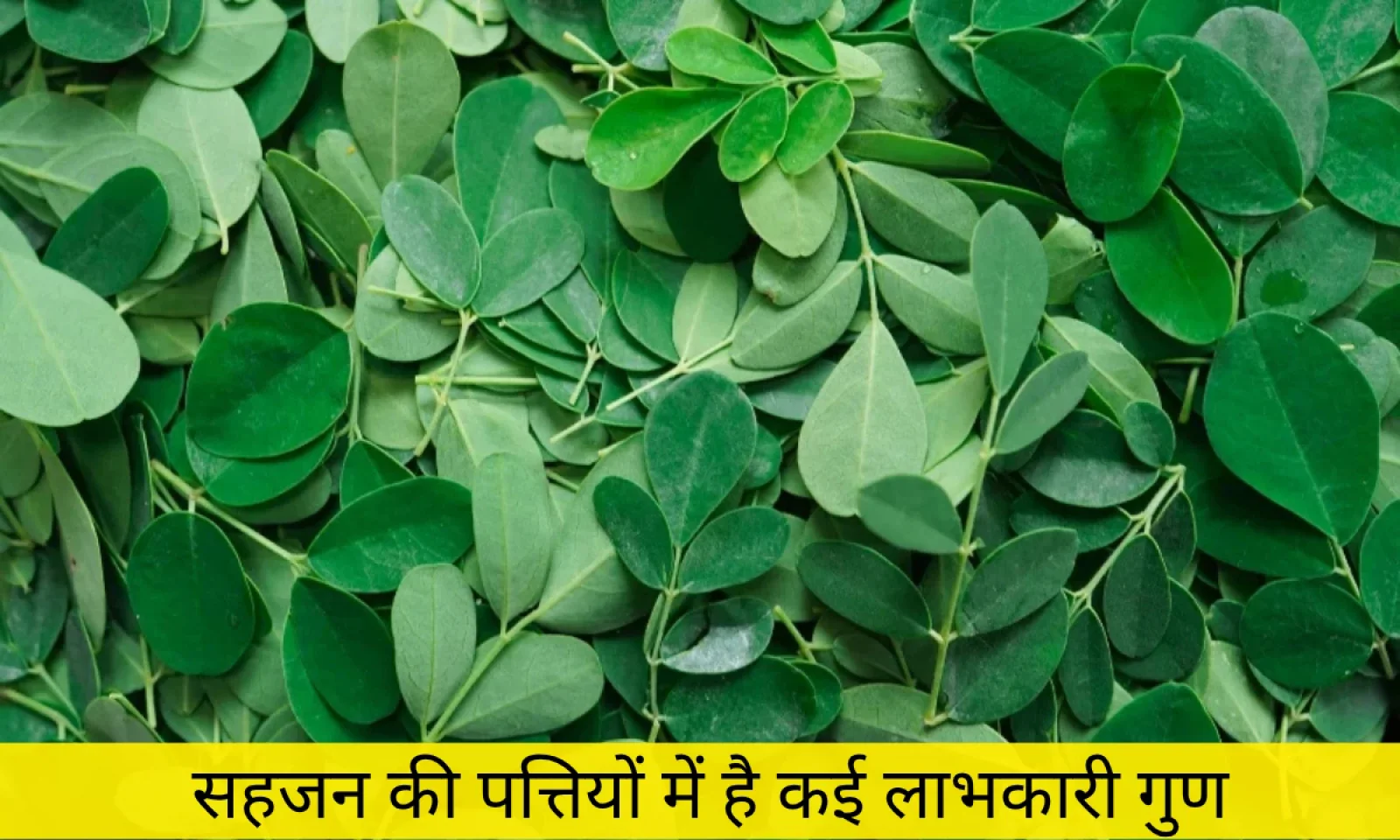 सहजन की पत्ती के चौंकाने वाले फायदे सुन रह जाएंगे हैरान आज से ही करें डाइट में शामिल