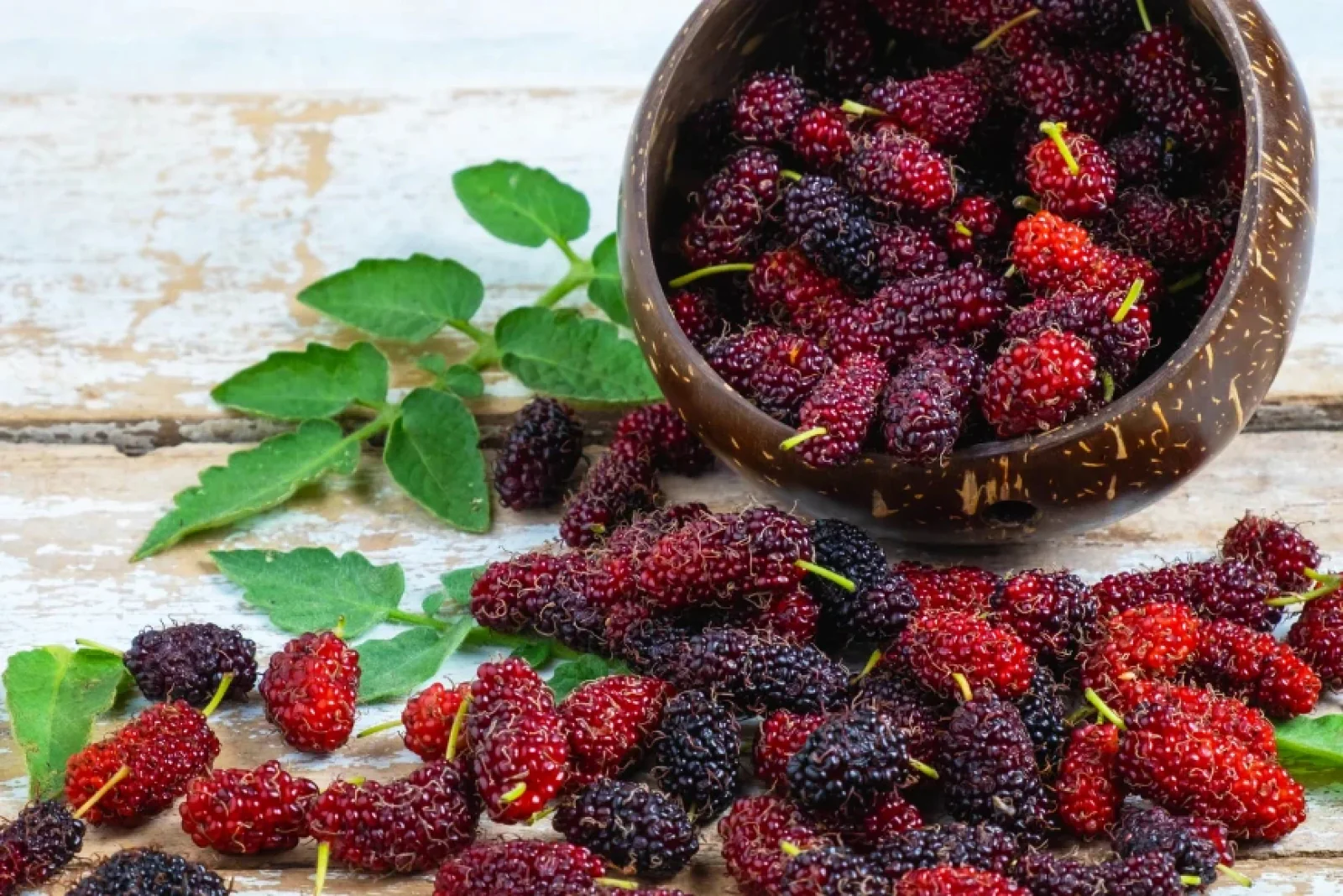 News Tv India Official 