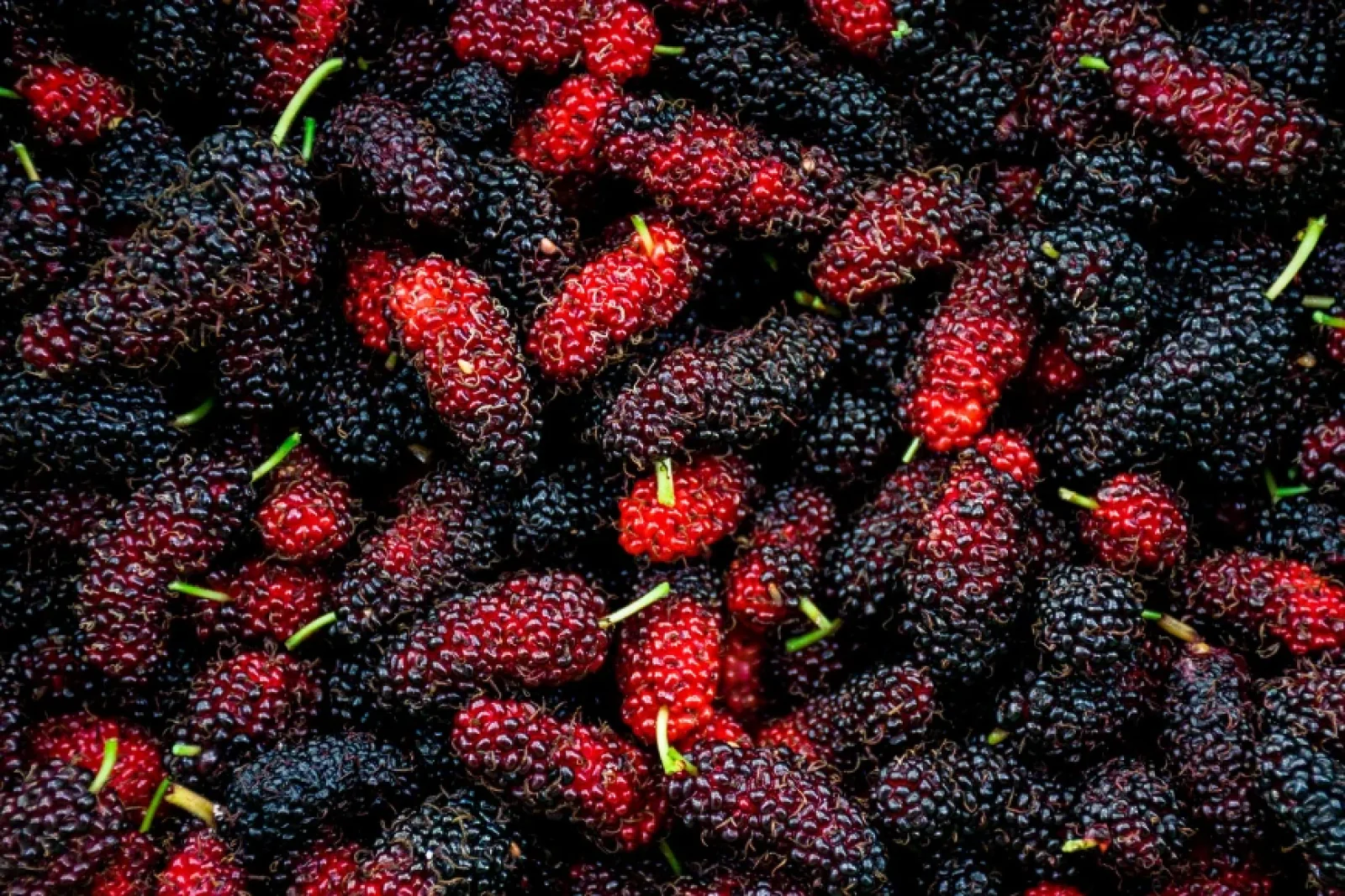 News Tv India Official 