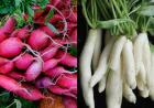 सफेद और लाल मूली में क्या है फर्क जानें किसके बेनिफिट्स है ज्यादा