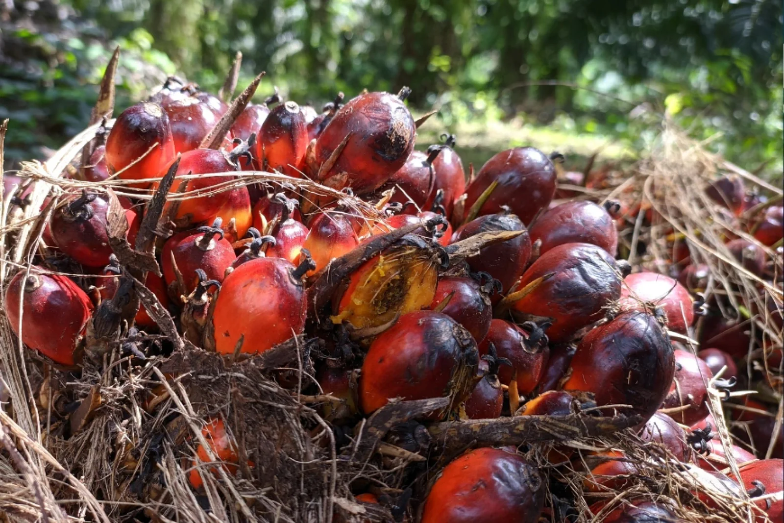 News Tv India Official 