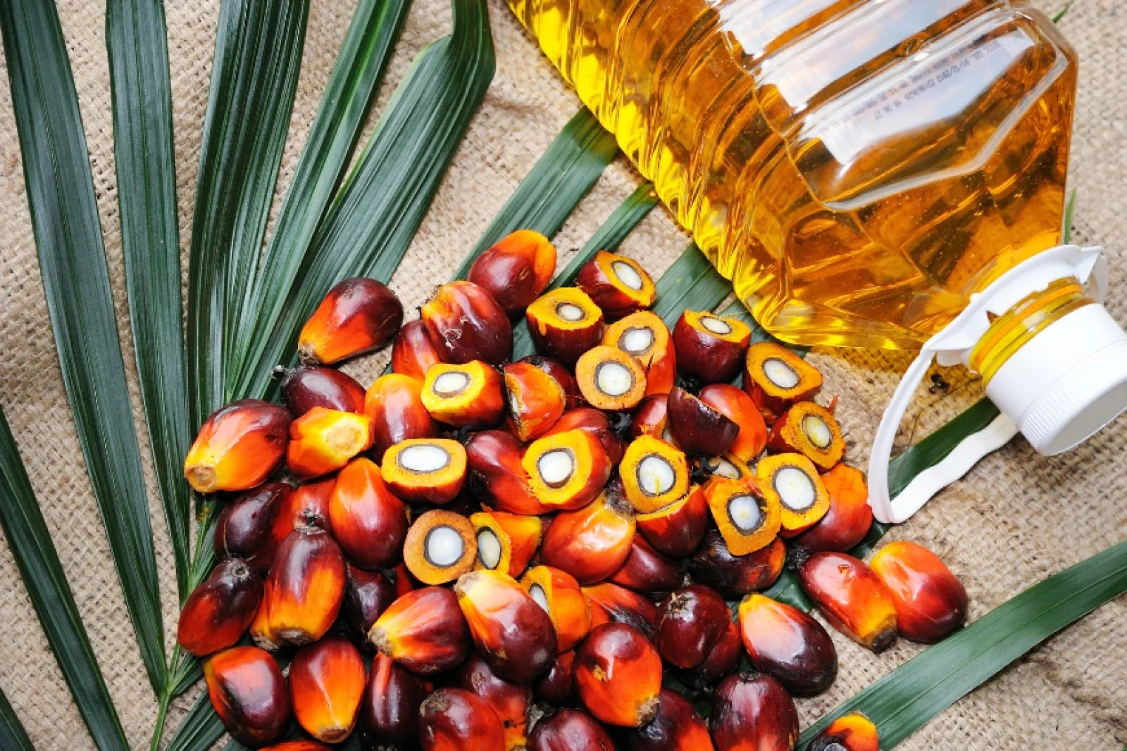 News Tv India Official 