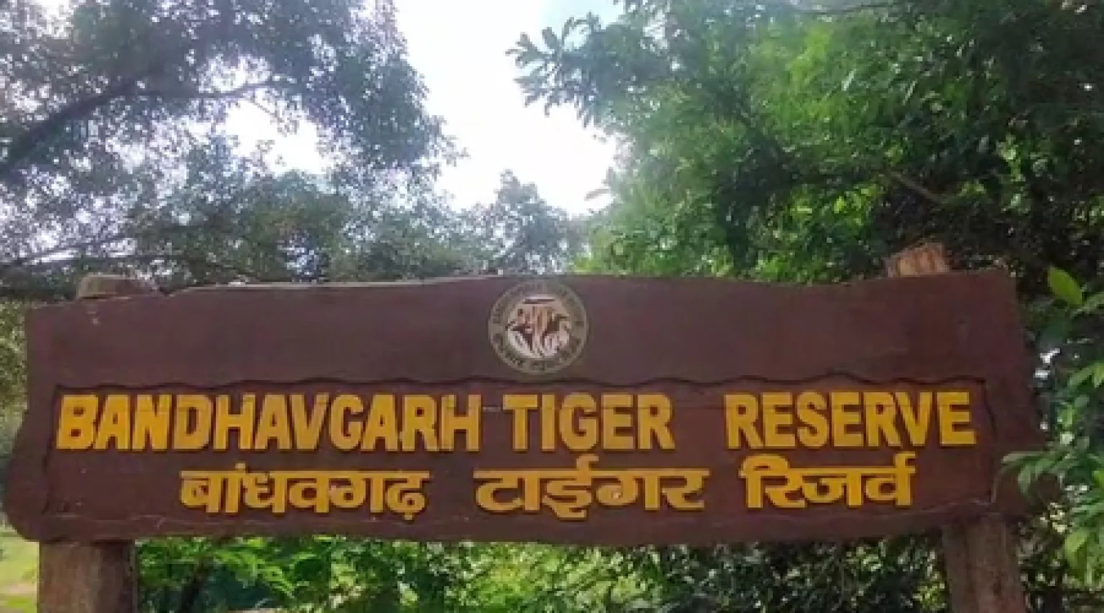 नए साल के जश्न में डूबा बांधवगढ़ टाइगर रिजर्व, जंगल के बीच पर्यटकों ने किया 2026 का स्वागत