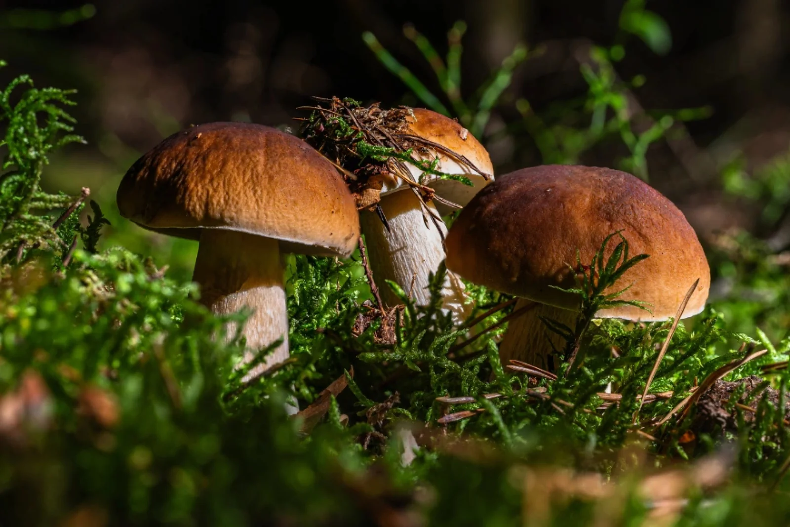 News Tv India Official  