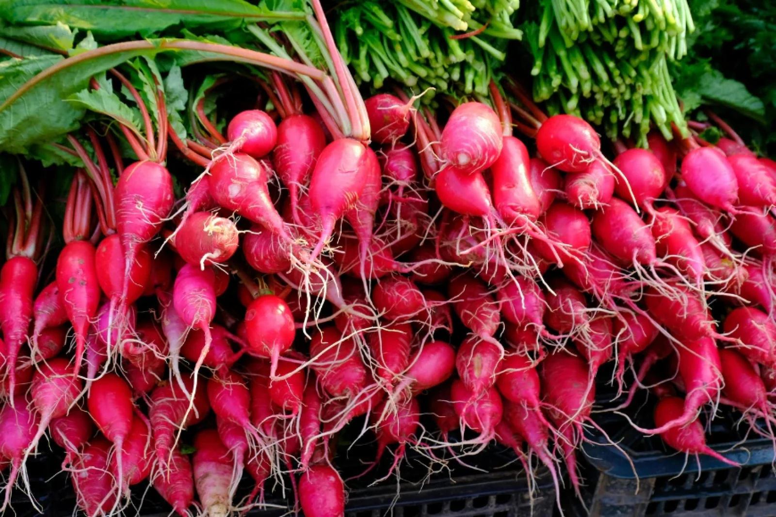 News Tv India Official 