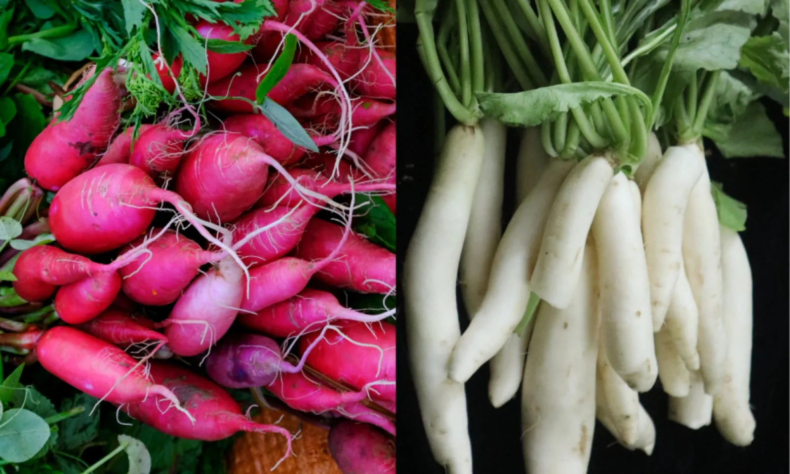 सफेद और लाल मूली में क्या है फर्क जानें किसके बेनिफिट्स है ज्यादा
