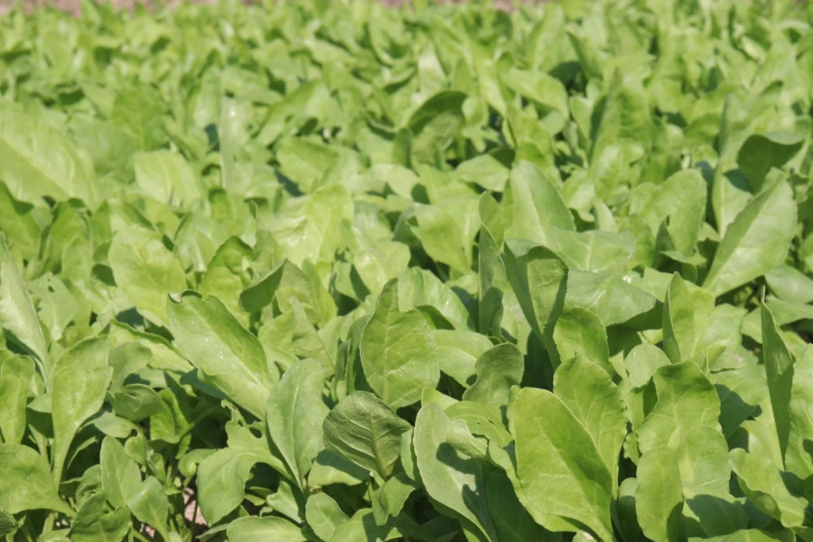 News Tv India Official 