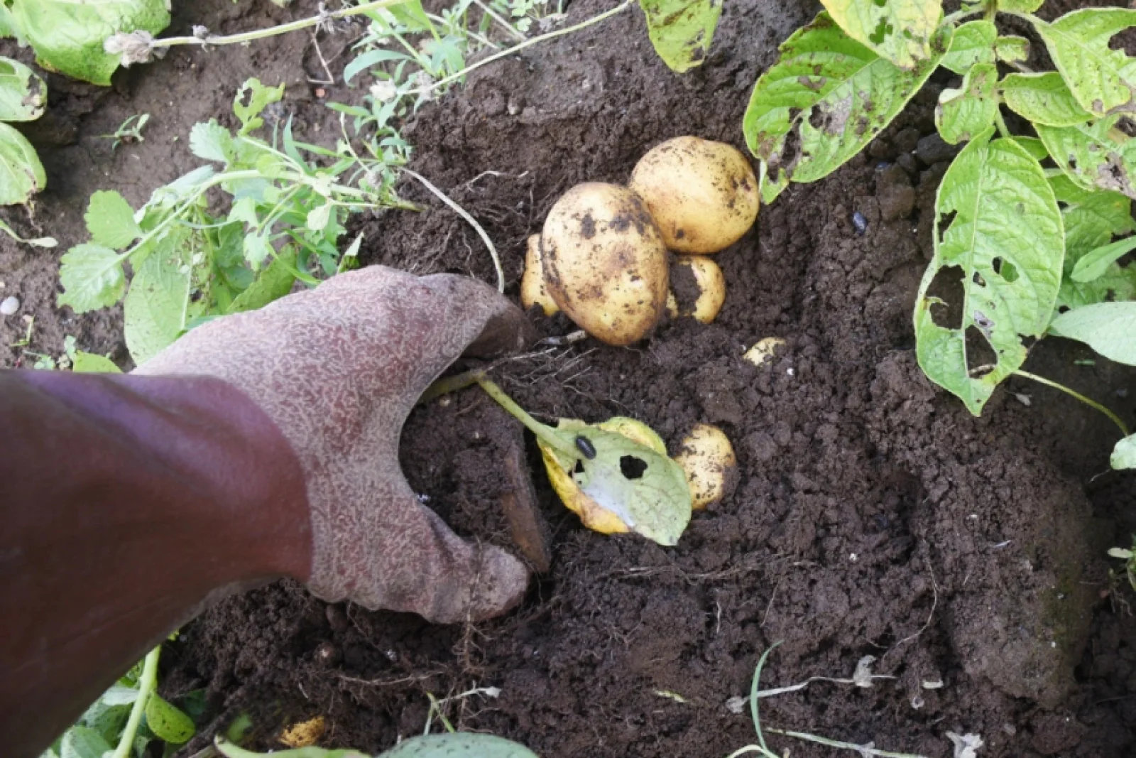 News Tv India Official 