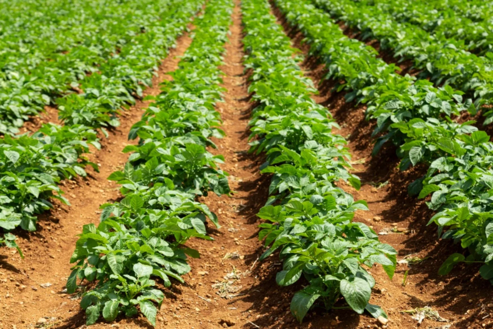 News Tv India Official 