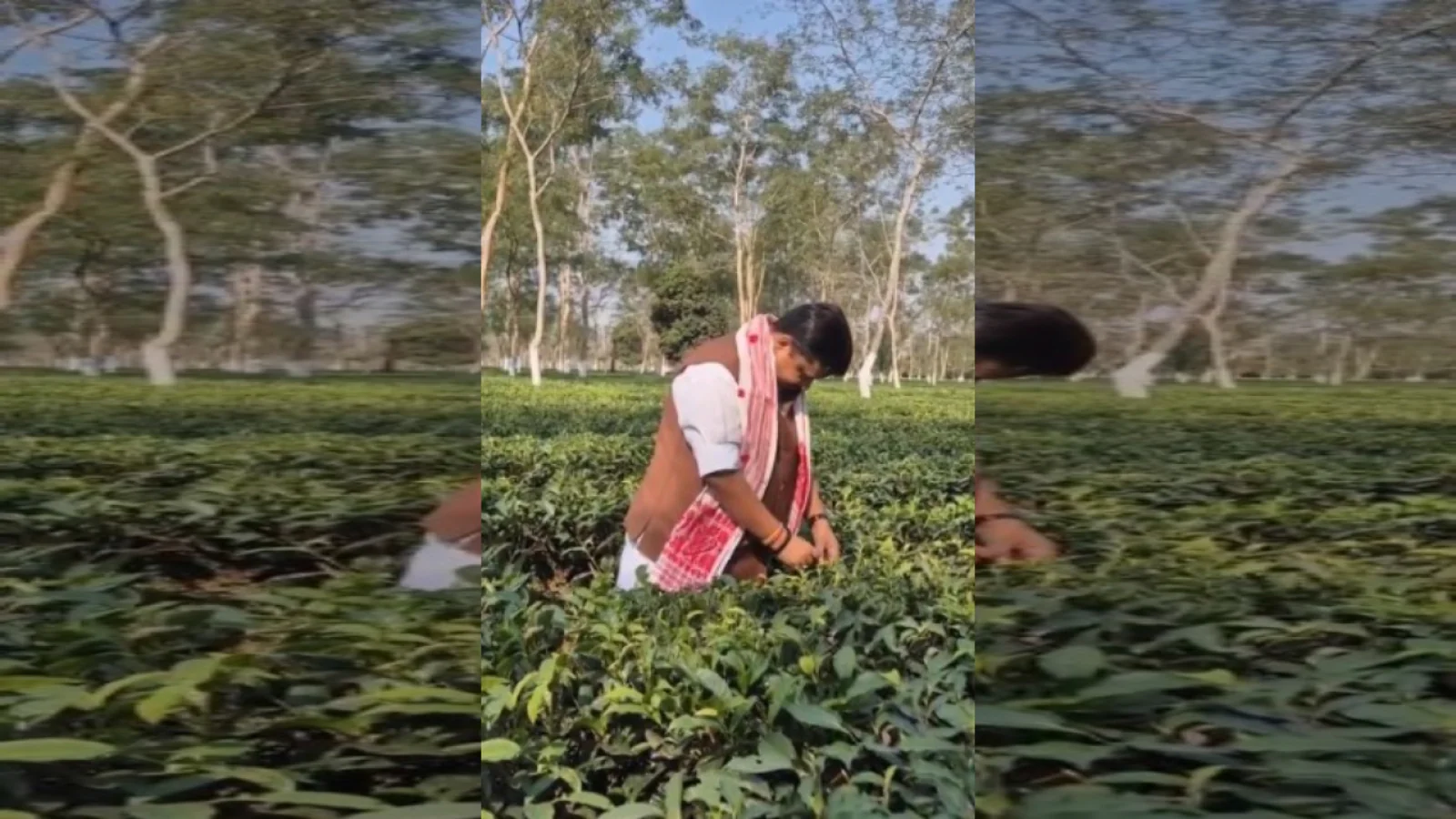 असम की विरासत और चाय बागान मजदूरों के मुरीद हुए नितिन नवीन, डिब्रूगढ़ में सोनोवाल संग चखा पारंपरिक स्वाद