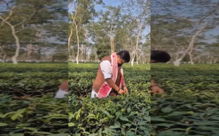 असम की विरासत और चाय बागान मजदूरों के मुरीद हुए नितिन नवीन, डिब्रूगढ़ में सोनोवाल संग चखा पारंपरिक स्वाद