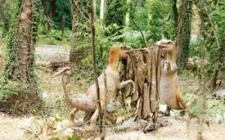 छत्तबीड़ चिड़ियाघर में सैलानियों का रिकॉर्ड: 2 महीने में पहुंचे 80 हजार से ज्यादा लोग, जानें क्या है नया आकर्षण?