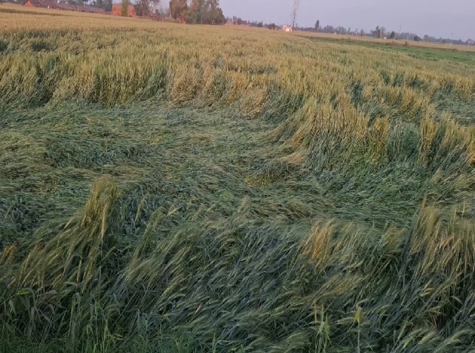 गुरदासपुर में कुदरत की मार: बेमौसम बारिश और तेज हवाओं से फसलें बिछीं; किसानों की सालभर की मेहनत पर संकट