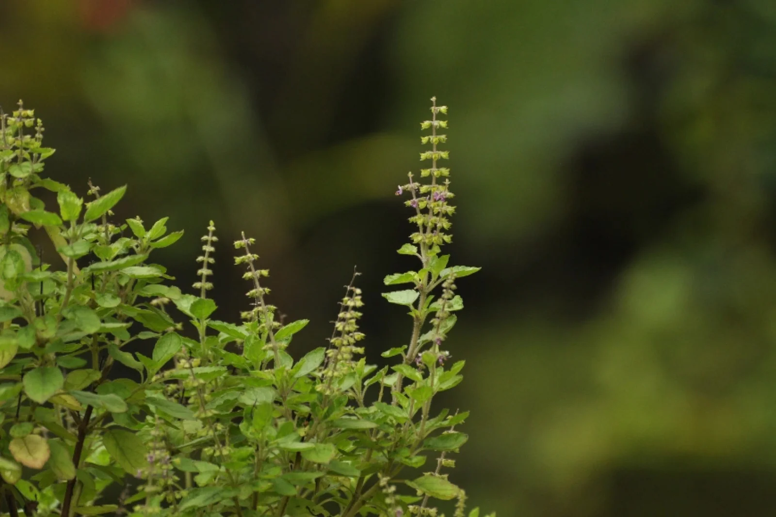 News Tv India Official 