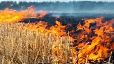 पराली प्रबंधन में पंजाब का 'नेशनल मॉडल' सुपरहिट: मिला 'स्कॉच सिल्वर अवॉर्ड 2025', आगजनी में 94% की ऐतिहासिक कमी