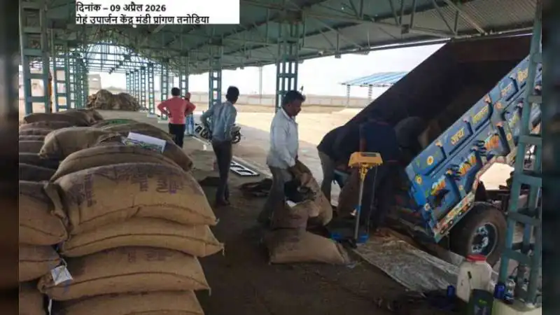 मध्य प्रदेश में समर्थन मूल्य पर गेहूँ उपार्जन शुरू: किसानों को मिलेगा ₹2625 प्रति क्विंटल, 19 लाख से अधिक पंजीयन