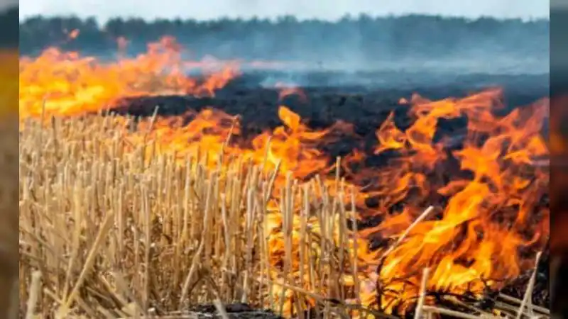 पराली प्रबंधन में पंजाब का 'नेशनल मॉडल' सुपरहिट: मिला 'स्कॉच सिल्वर अवॉर्ड 2025', आगजनी में 94% की ऐतिहासिक कमी