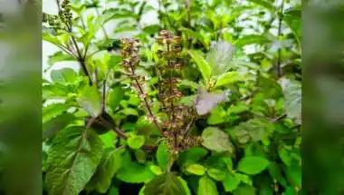 Ayurveda Special: आयुर्वेद की 'क्वीन' है तुलसी, आयुष मंत्रालय ने भी माना- इसके बीजों में छिपा है लू और गर्मी का इलाज