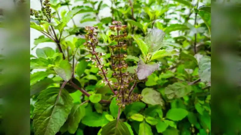 Ayurveda Special: आयुर्वेद की 'क्वीन' है तुलसी, आयुष मंत्रालय ने भी माना- इसके बीजों में छिपा है लू और गर्मी का इलाज