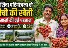 पहाड़ों में लीची से बदल रही किसानों की किस्मत, हिमाचल के इस गांव में 10 हजार पौधों ने जगाई नई उम्मीद