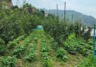 Solan News: प्राकृतिक खेती की ओर बढ़ रहा सोलन, 625 नए किसान जुड़े, 50 हेक्टेयर क्षेत्र का हुआ विस्तार