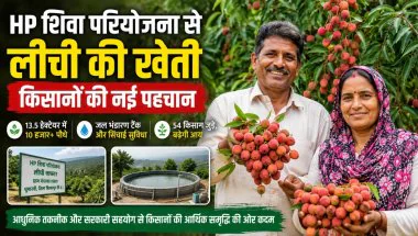 पहाड़ों में लीची से बदल रही किसानों की किस्मत, हिमाचल के इस गांव में 10 हजार पौधों ने जगाई नई उम्मीद