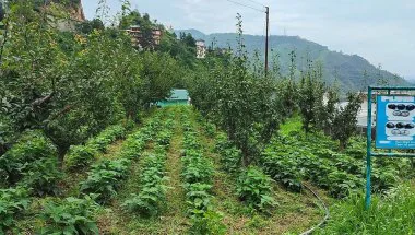 Solan News: प्राकृतिक खेती की ओर बढ़ रहा सोलन, 625 नए किसान जुड़े, 50 हेक्टेयर क्षेत्र का हुआ विस्तार