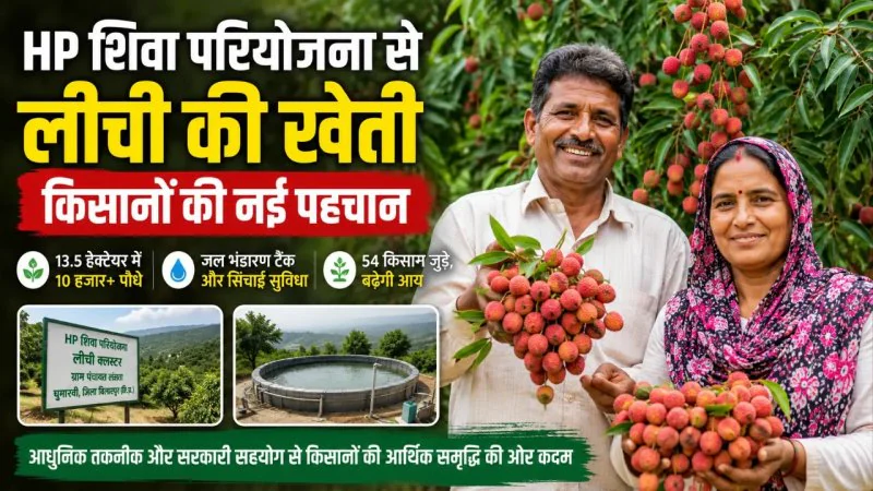 पहाड़ों में लीची से बदल रही किसानों की किस्मत, हिमाचल के इस गांव में 10 हजार पौधों ने जगाई नई उम्मीद