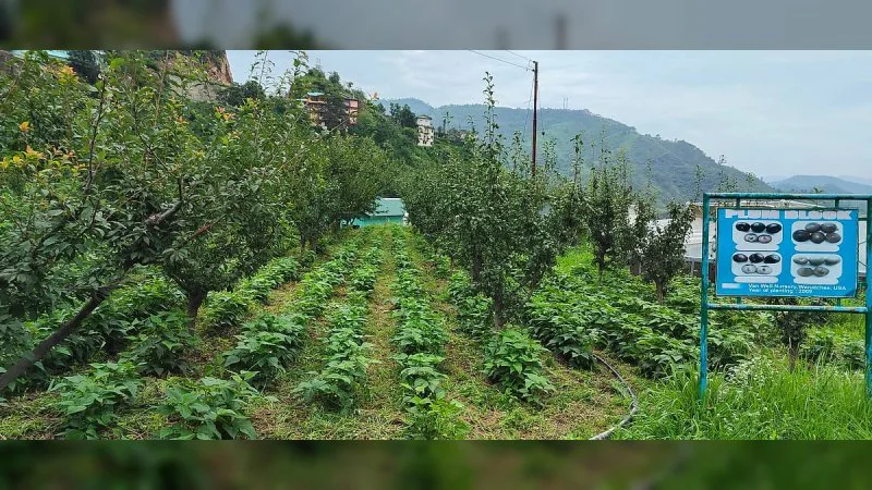 Solan News: प्राकृतिक खेती की ओर बढ़ रहा सोलन, 625 नए किसान जुड़े, 50 हेक्टेयर क्षेत्र का हुआ विस्तार